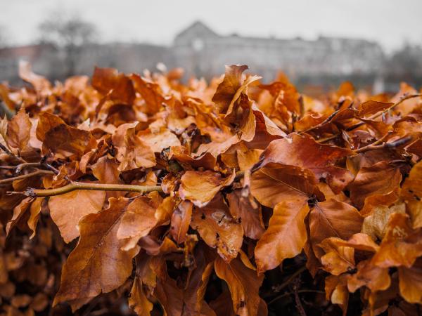 Landbohøjskolens Have