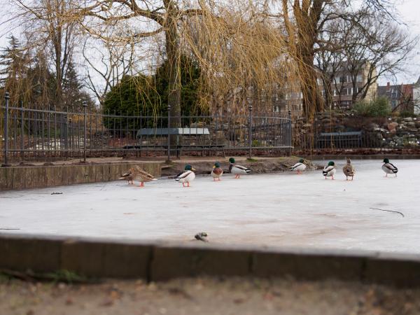 Landbohøjskolens Have