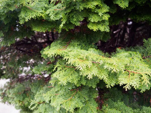 Landbohøjskolens Have