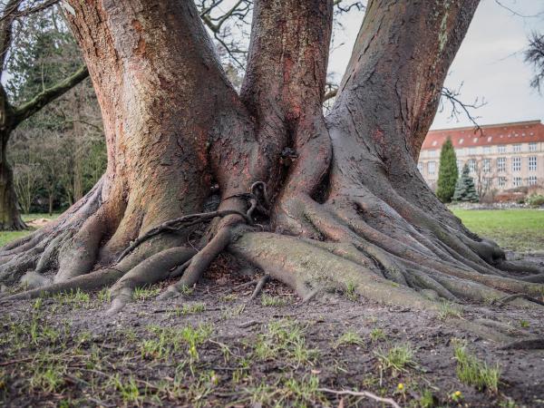 Landbohøjskolens Have